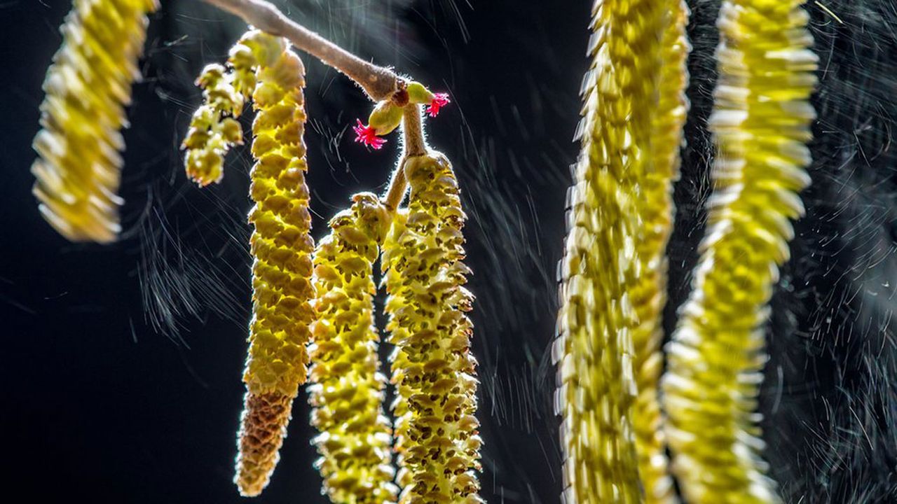 Winner, Plants and Fungi category: Wind composition
