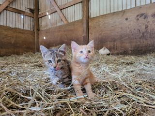 Samsung Galaxy Z Fold 3 camera samples