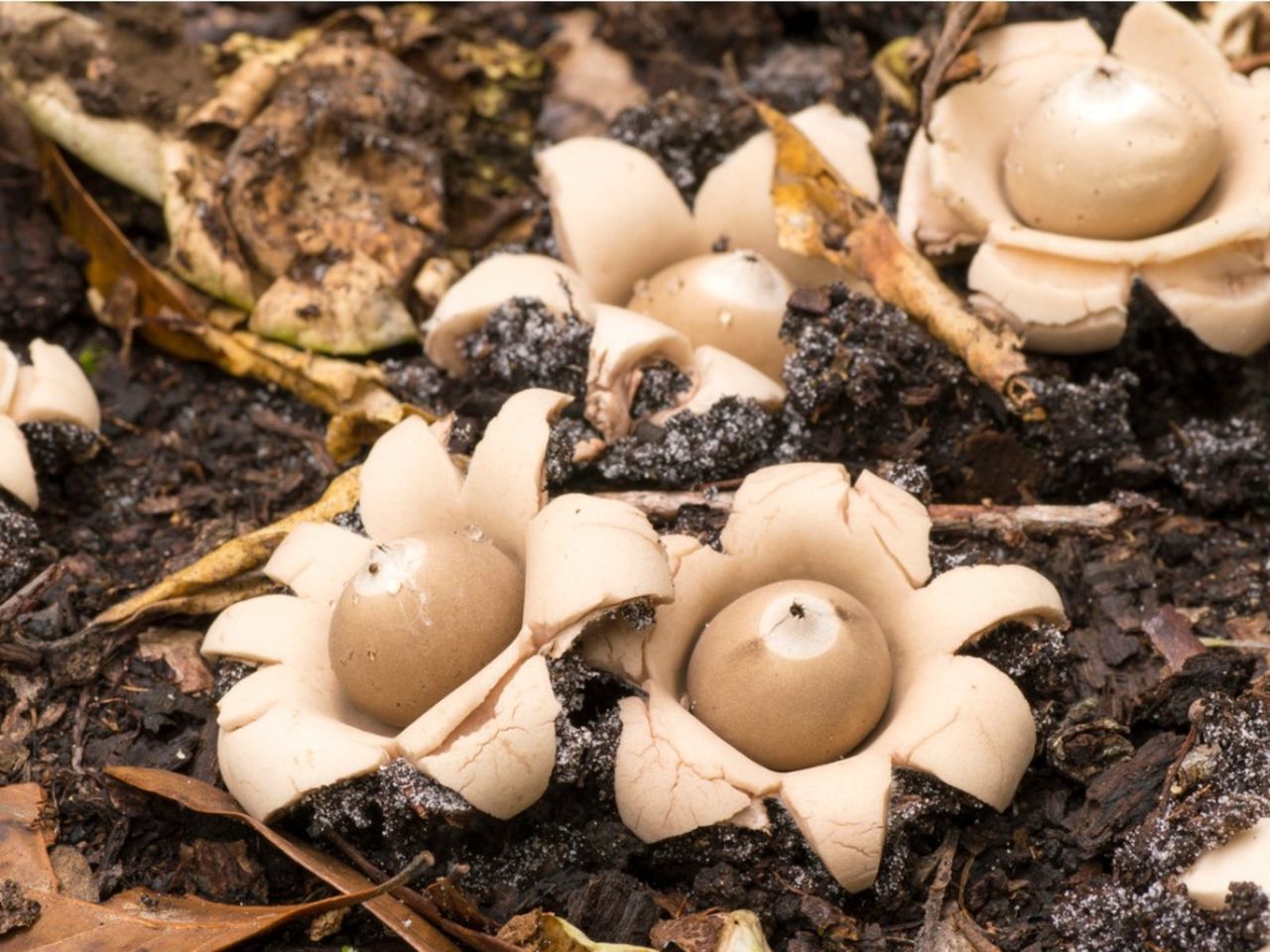 Earthstar Fungus