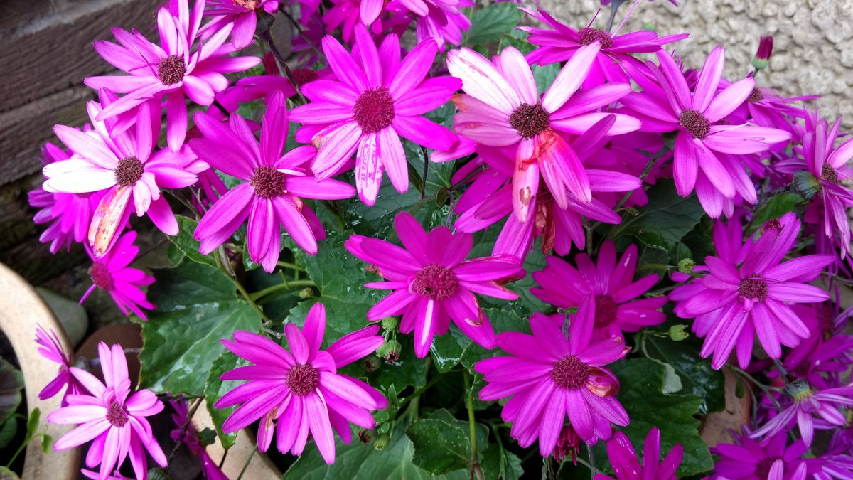 The G4 Plus has done a lovely job of capturing the vibrant purples of these flowers