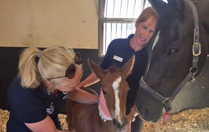 foal blood transfusion