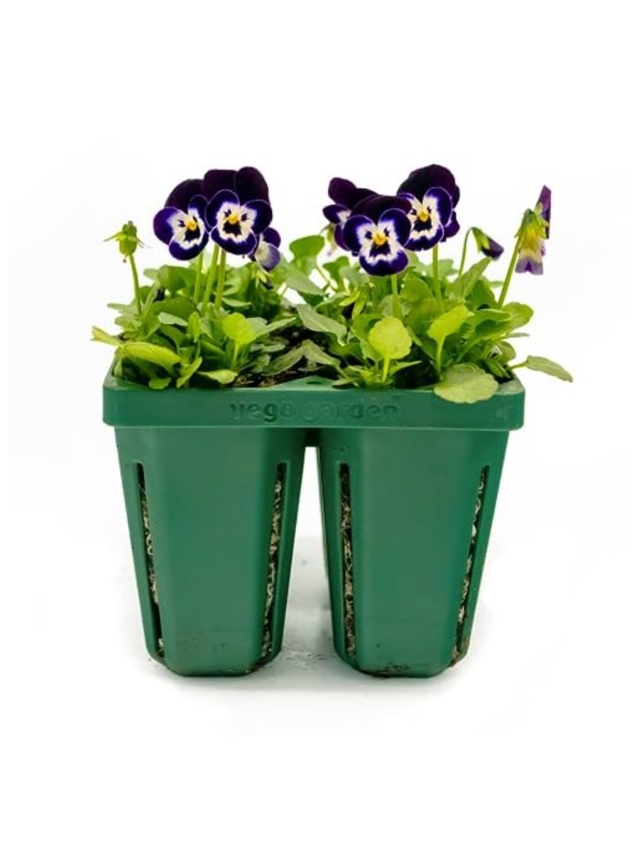 Amazon, Jumbo Seedling Tray 16-Pack