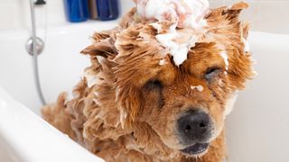 Chow Chow getting a bath with eyes closed