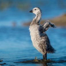 Barnacle Goose (Branta leucopsis) gosling stretching. ©Peter Hering / Minden / naturepl