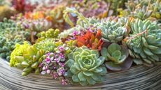 Miniature succulent plants in garden