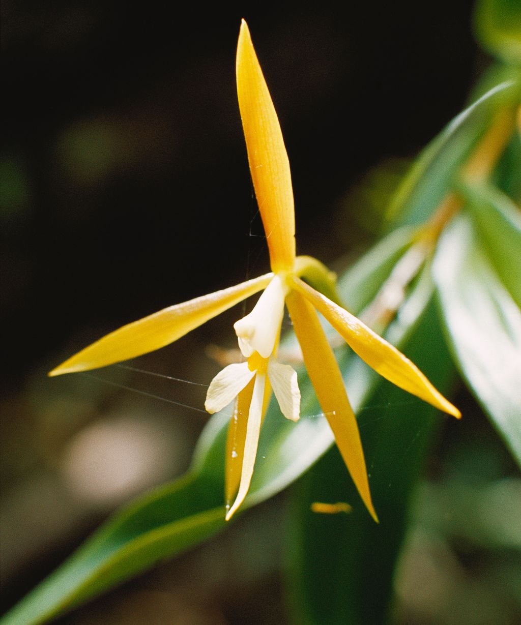 5 Night-Blooming Houseplants – Grow An Indoor Moon Garden | Gardening ...