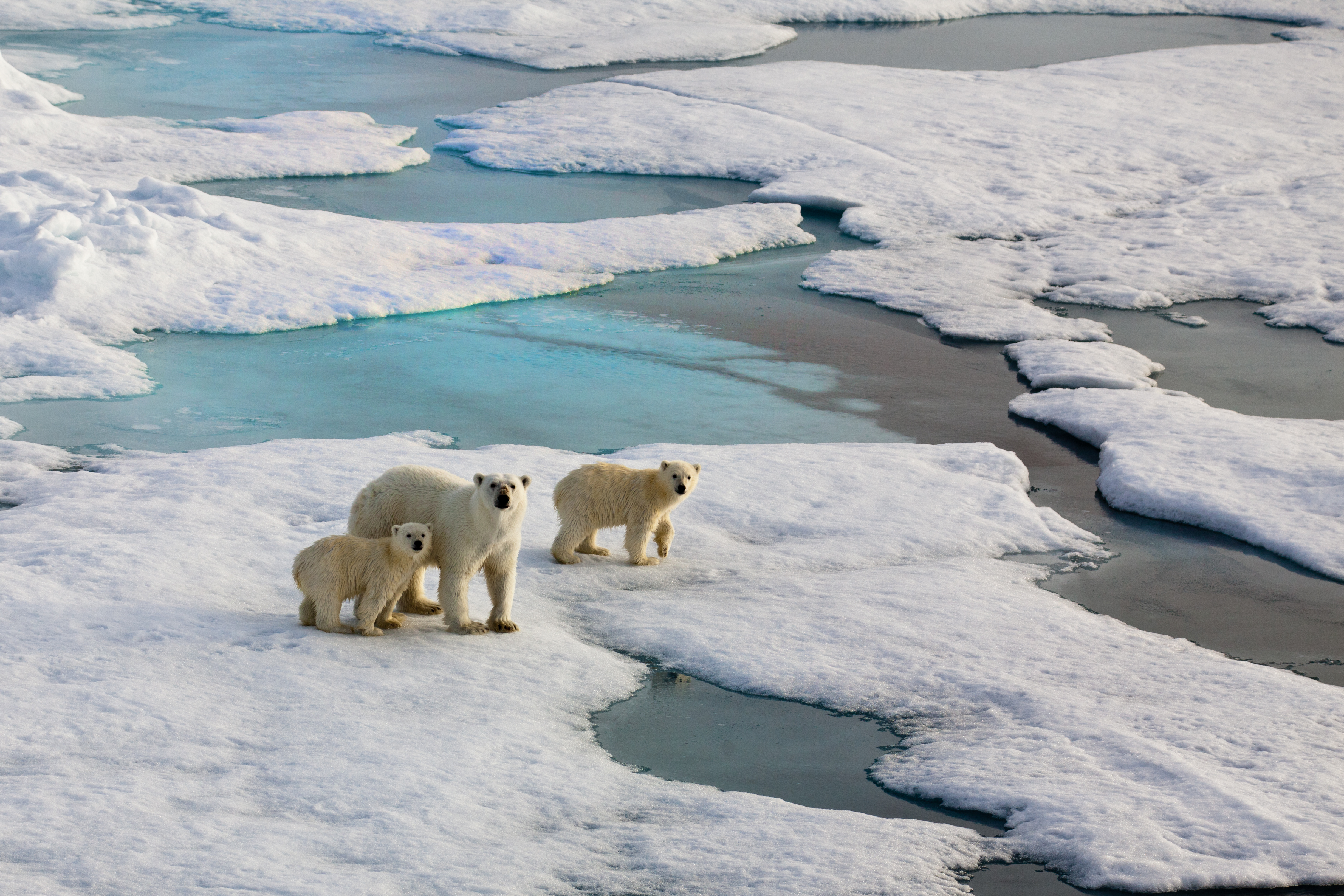 Polar bear mother with two cubs on an ice flow in the Arctic Ocean. 