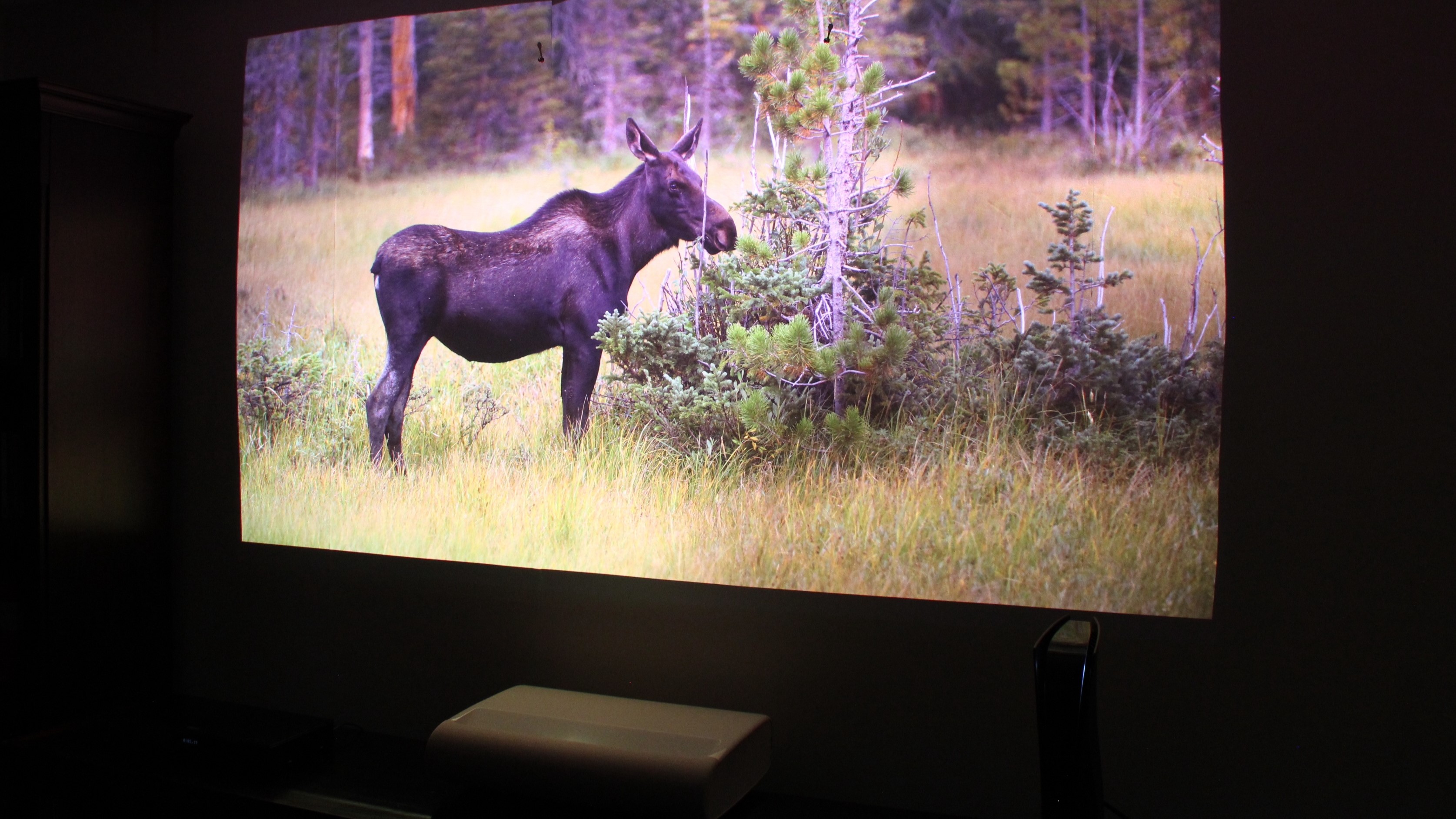 Samsung The Premiere 9 showing image of moose in field