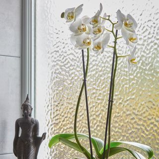 White orchid in front of window beside buddha statue