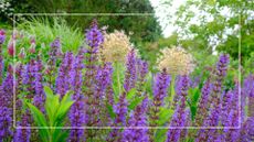 picture of purple salvias growing in garden border