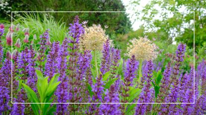 picture of purple salvias growing in garden border