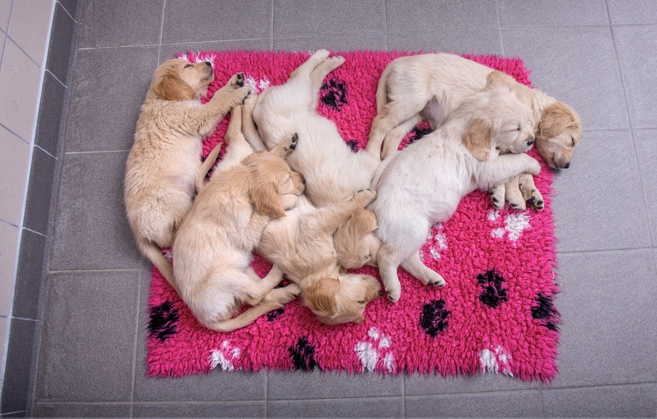 Five Golden Retriever puppies fast asleep on a bright pink paw-print rug, snuggled close together.