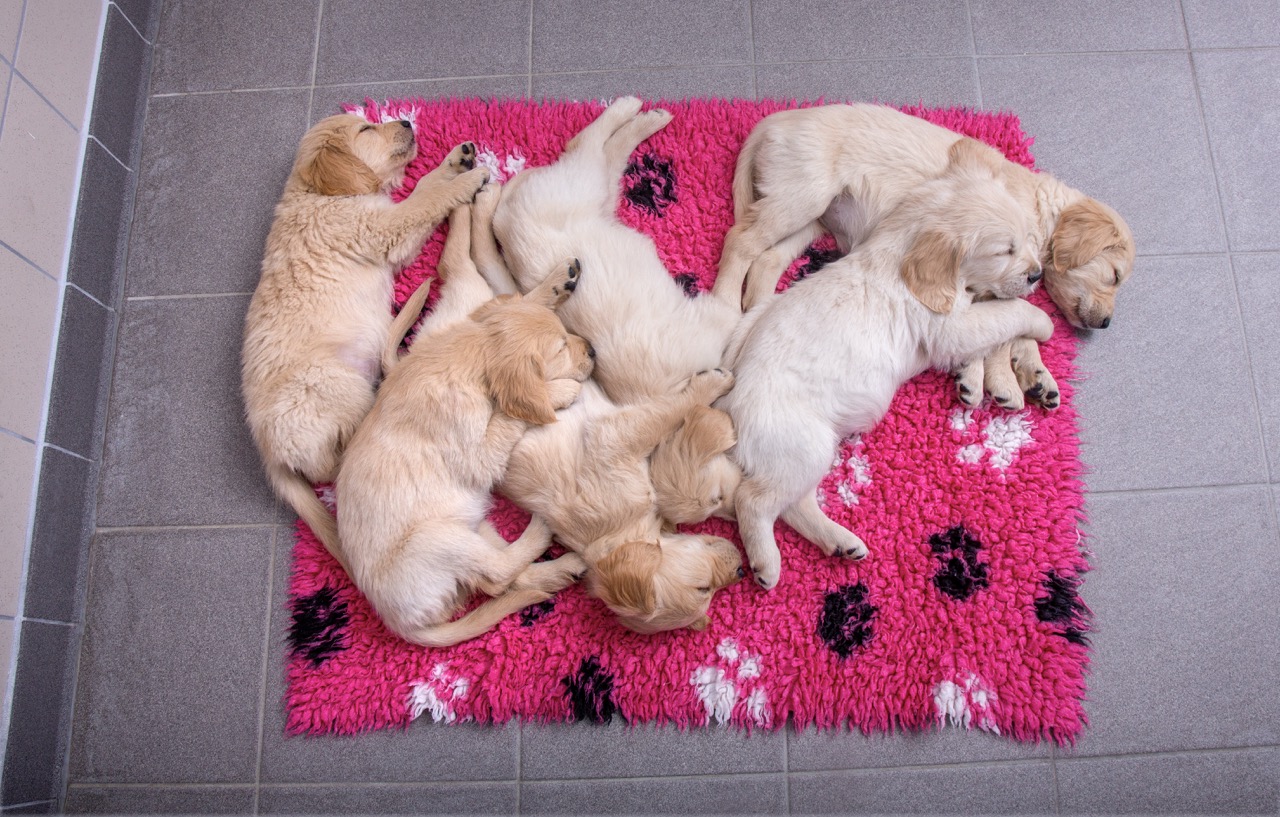 Five Golden Retriever puppies fast asleep on a bright pink paw-print rug, snuggled close together.