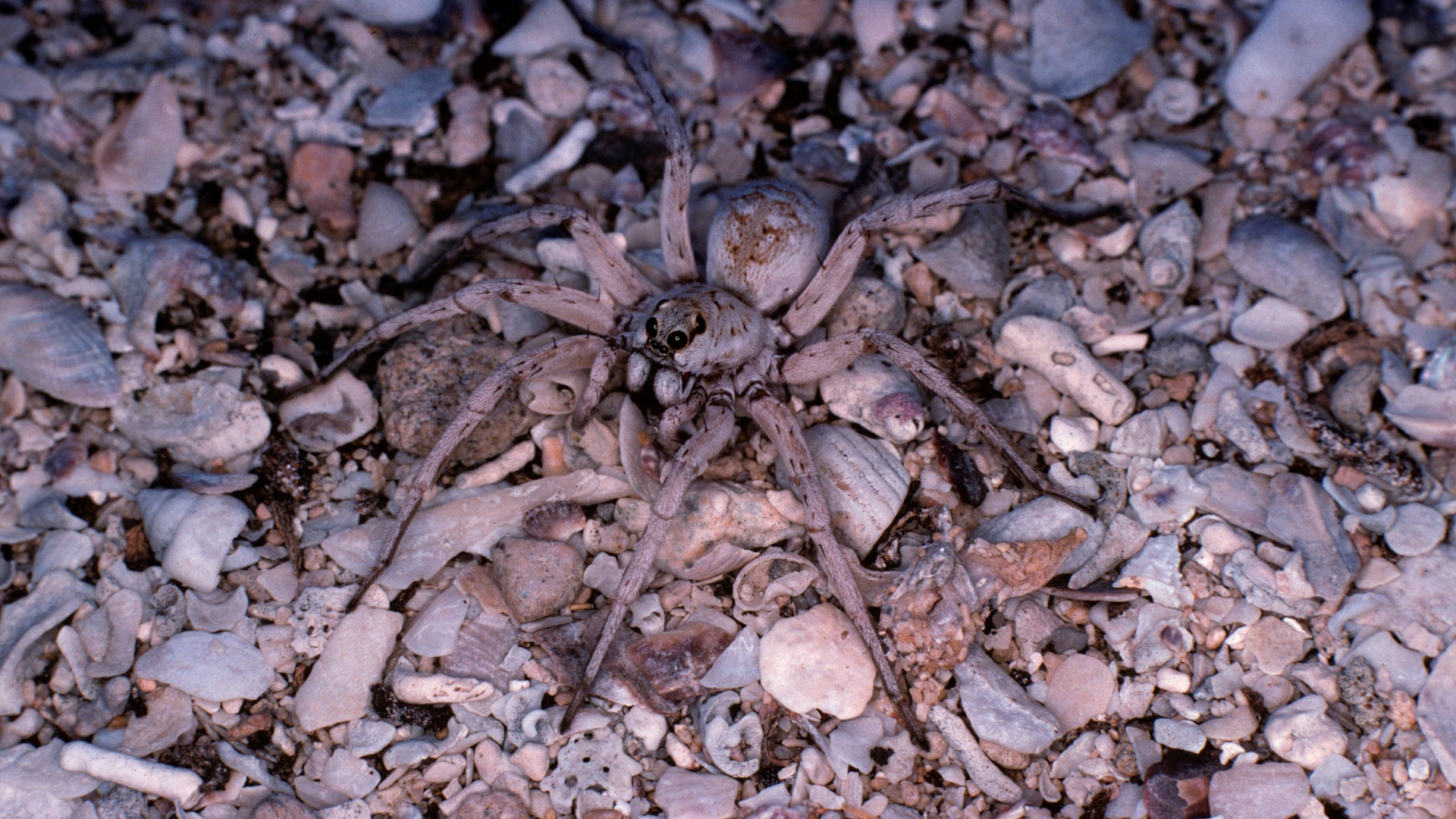 A photo of a wolf spider on Shark Bay in Western Australia.