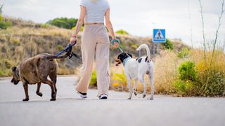 woman walking two dogs