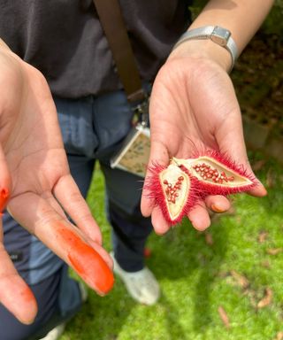 Red seed pods and seeds of an achiote or lipstick tree