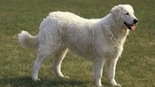 profile of a kuvasz standing in a field