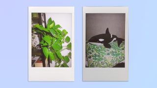 A compilation of photos taken on a Leica Sofort 2 hybrid instant camera