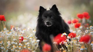 Black Pomeranian stood in field of poppy's and daisies