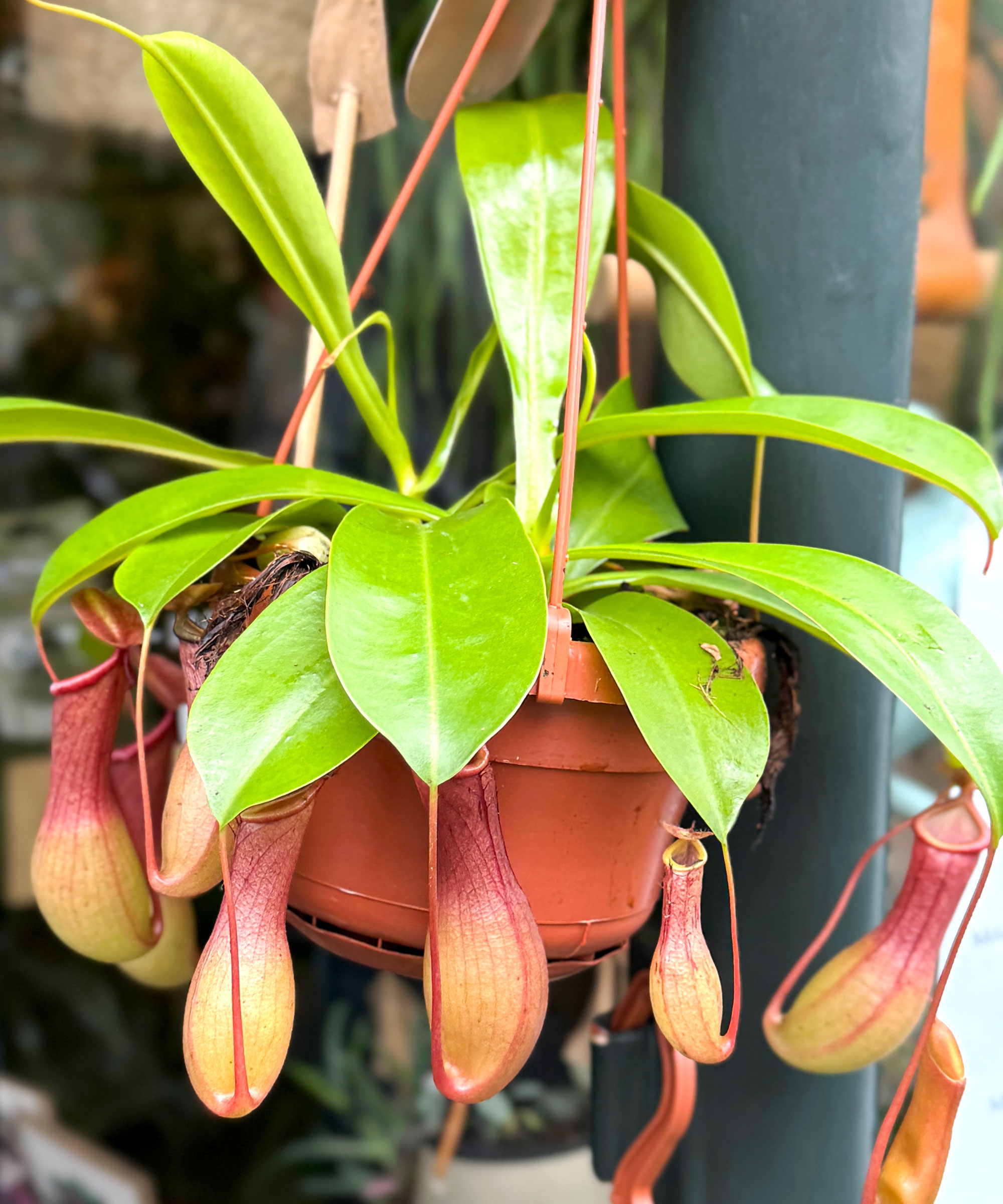 pitcher plant in hanging basket in bedroom