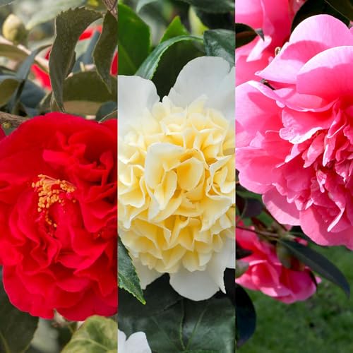 Carbeth Plants - Camellia Japonica 3 X 9cm Pot Plant Mix - Hardy Evergreen Blousy Spring Flowering Shrubs - Ready to Plant Outdoor Bushy Garden Plants - Ideal for Borders, Containers and Patio Pots