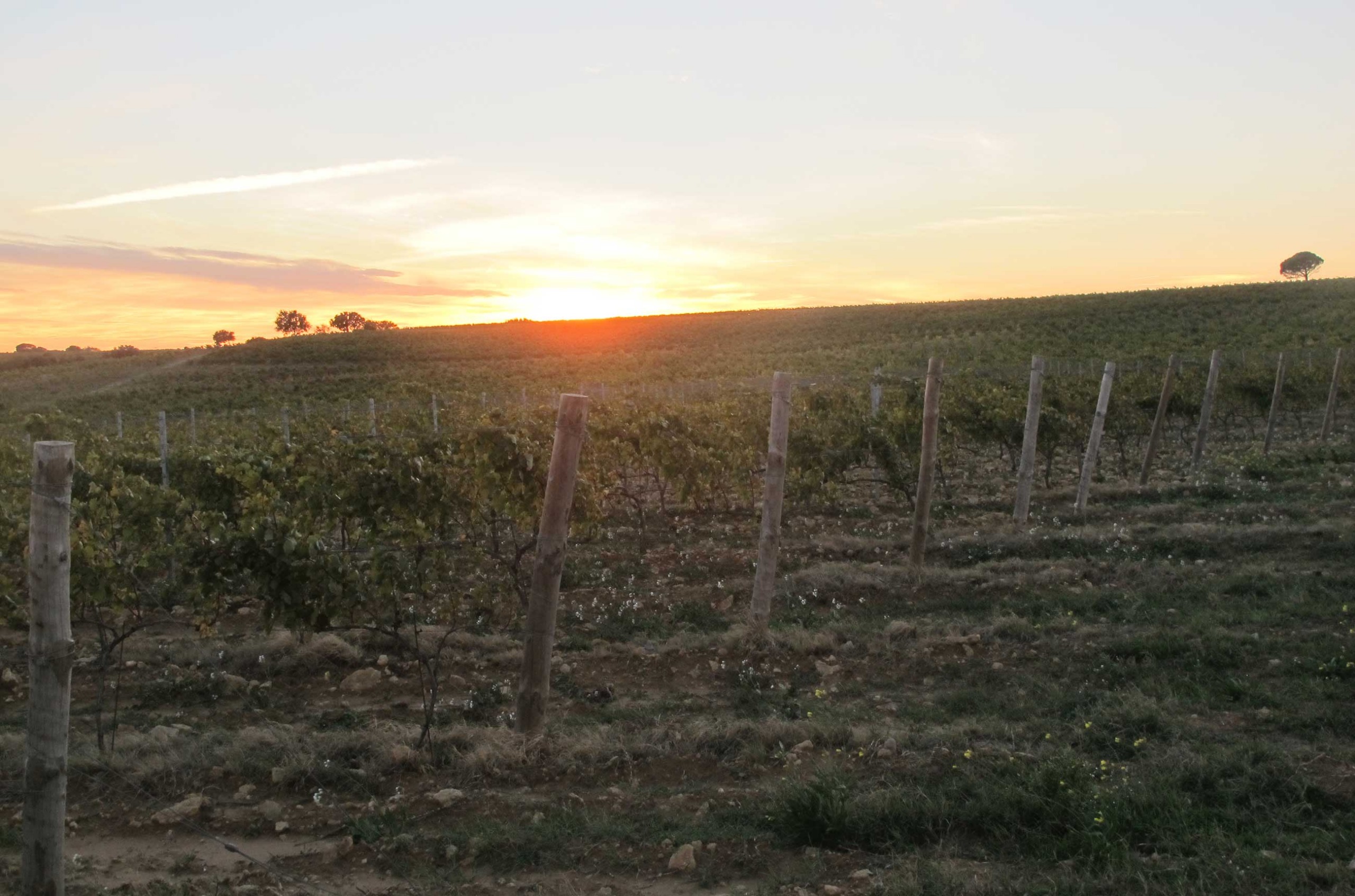 Ch&amp;acirc;teauneuf-du-Pape 2016