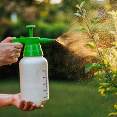 Hands spraying insecticidal soap on shrub
