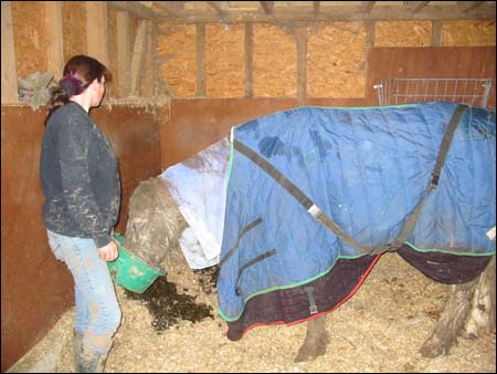 Home in his stable with plenty of rugs to help him recover