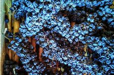 Valpolicella wine grapes