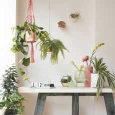 collection of houseplants on table