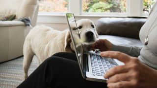 Woman using laptop while dog watches on