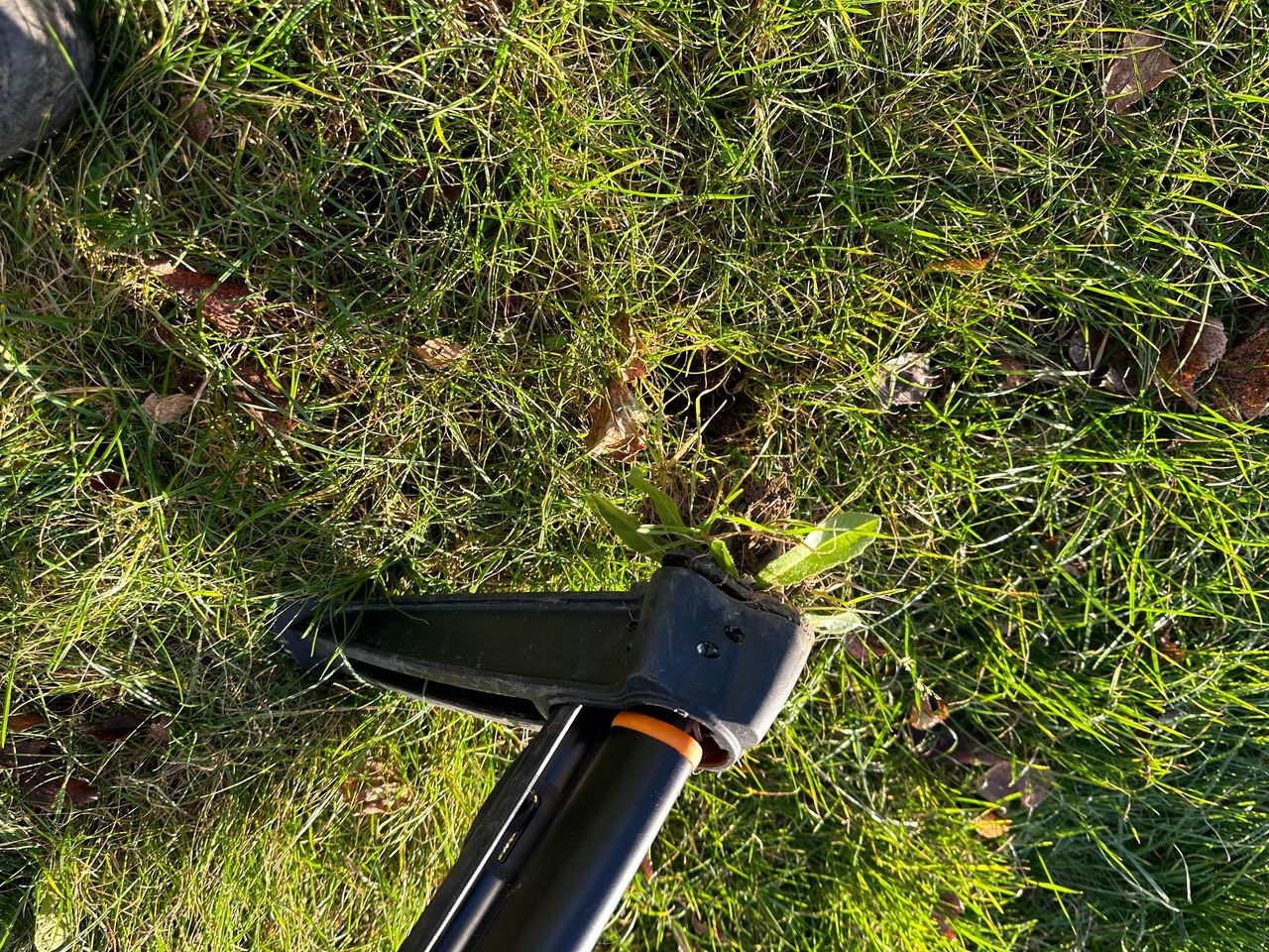 The Fiskars weed puller pulling out a weed