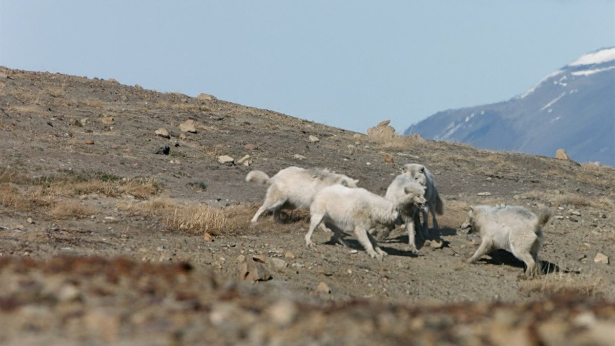 A pack of female wolves defends its den from an intruder in a new PBS documentary.