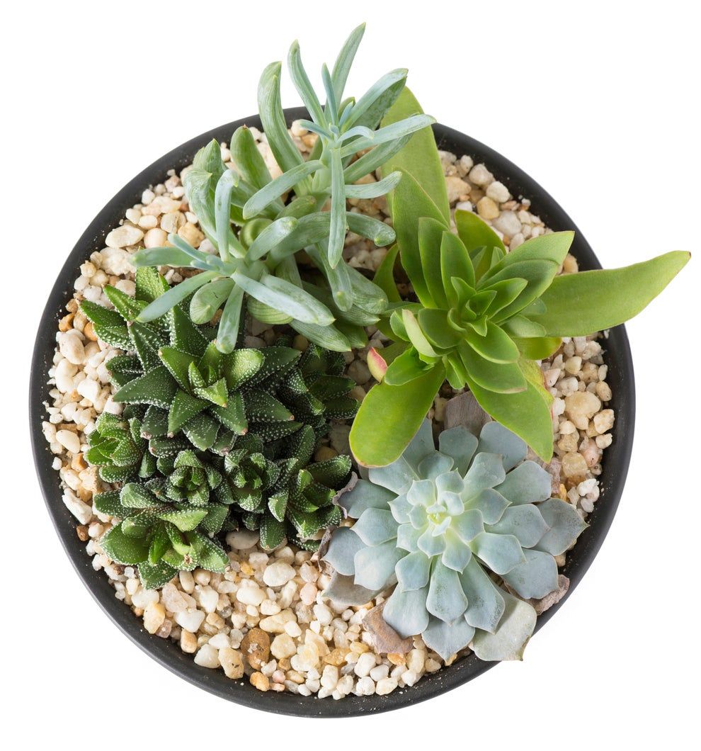 Succulent Plants Potted In Soil That Has Stones Glued On Top