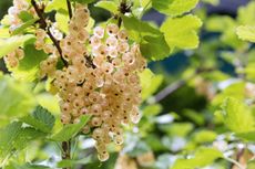 Juicy ripe white currants are the perfect topping for knickerbocker glory