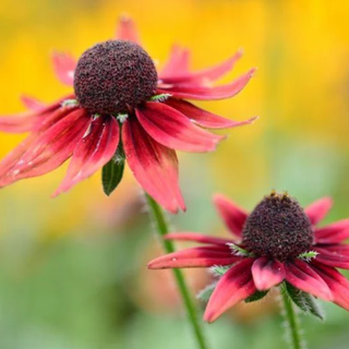 a pair of rudbeckia cherry brandy flowers in bloom