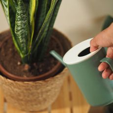 A hand uses a watering can to water a potted snake plant