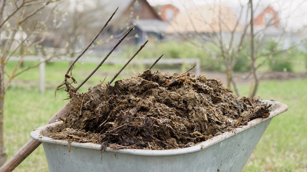 A wheelbarrow of manure