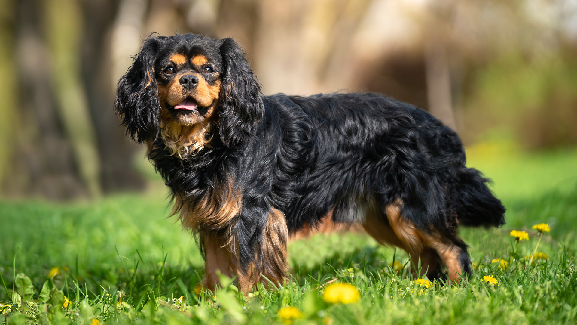 Cavalier King Charles Spaniel