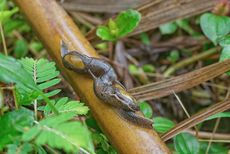This semi slug (<em>Parmarion martensi</em> may be a carrier of rat lungworm disease.