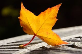 8 tips for shooting autumn leaves