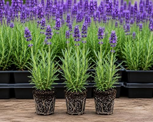 Lavender Plant Plugs Live for Planting | Hardy Perennial Lavender Starter Plugs | Fragrant Purple Flower Plants for Gardens, Borders &amp;amp; Pollinator Habitats | Live Rooted Lavender Plants (3 Plugs)