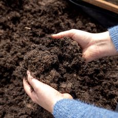 Gardener holds soil in hands above wheelbarrow of soil