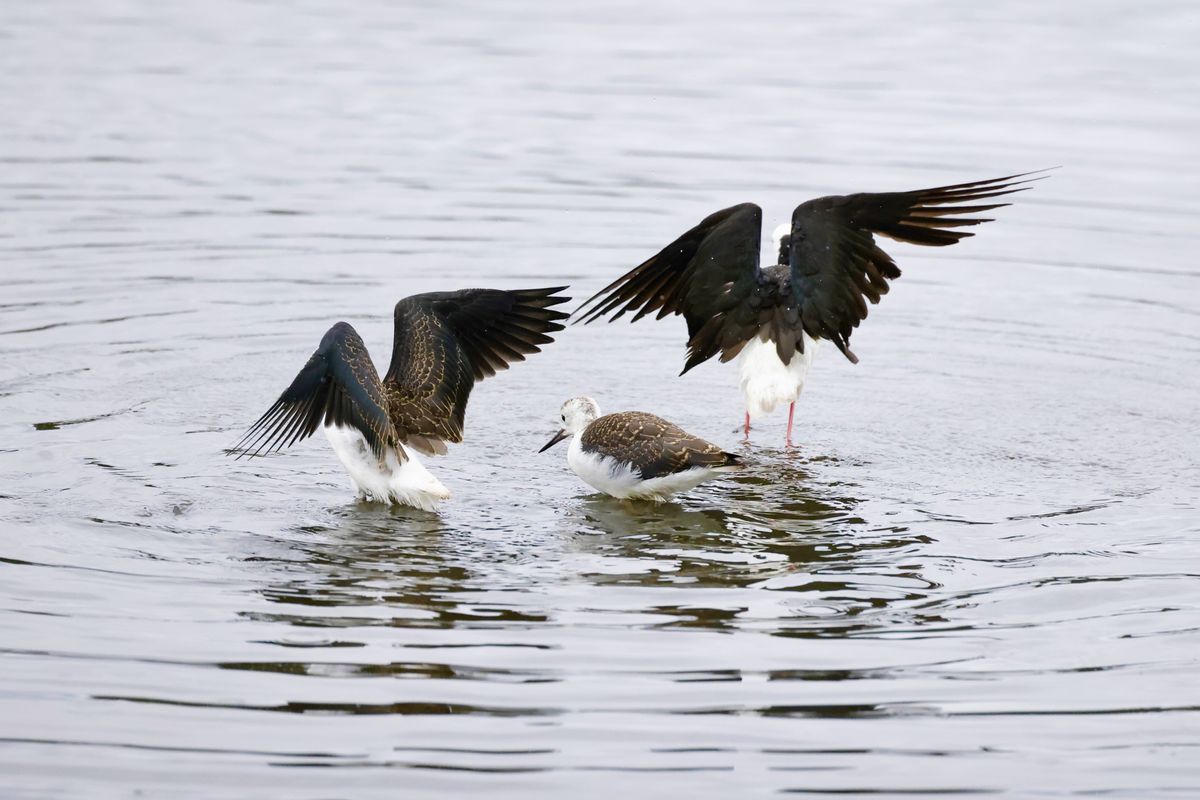 Canon RF 100-500mm f/4.5-7.1L IS USM sample shots