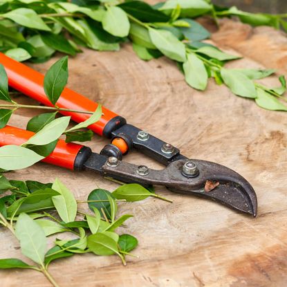 Loppers on wood with branches