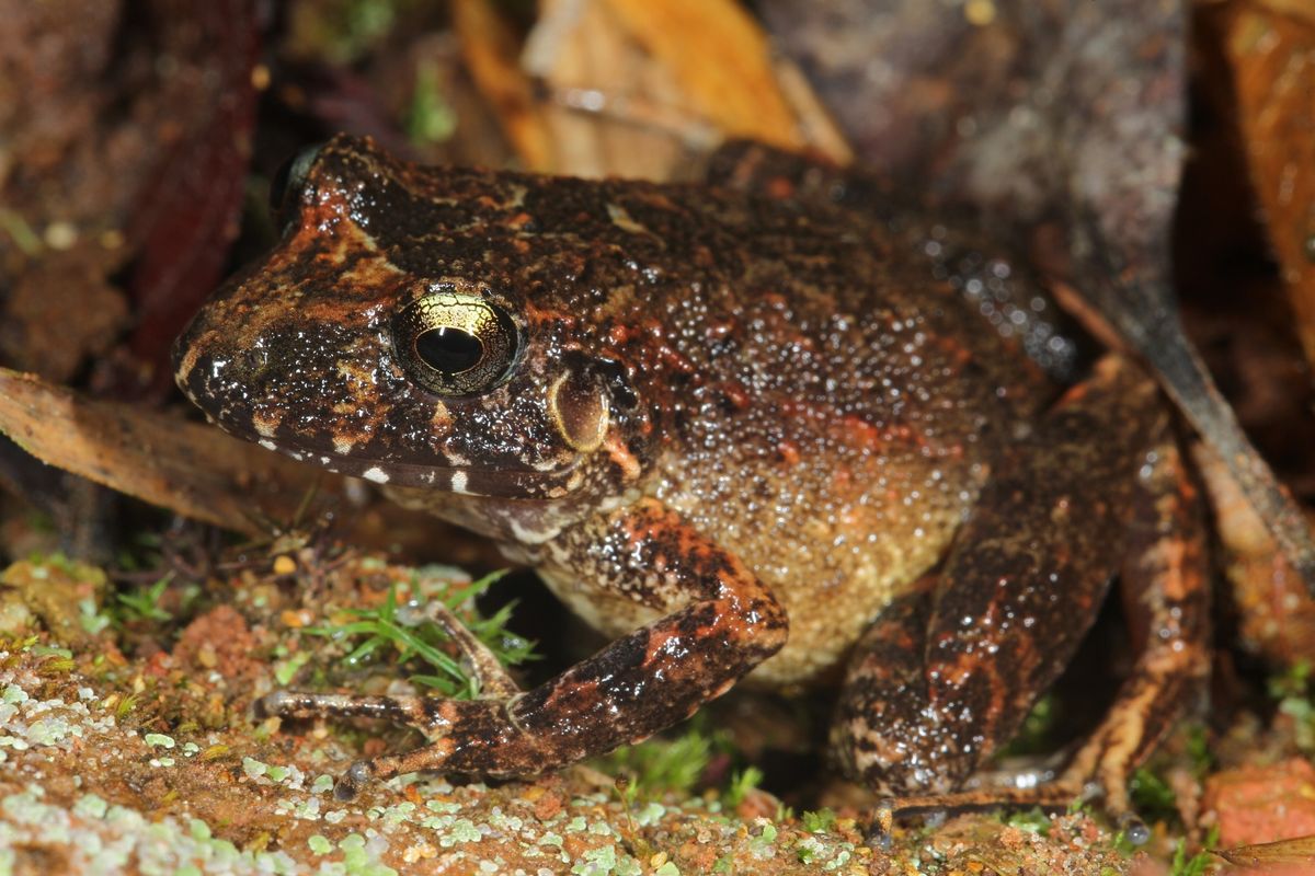 frog, robber frog, big headed frog, bolivia, andes, amazon, madidi national park