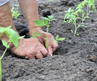 A farmer planting a tomato plant into deep holes in the ground