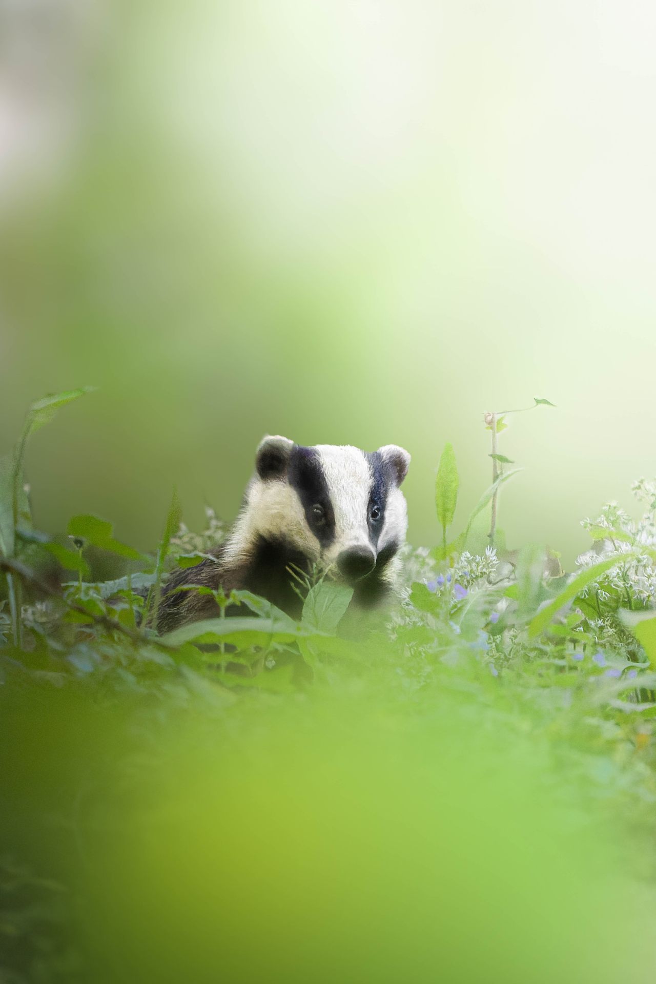 A badger captured against a blurred background
