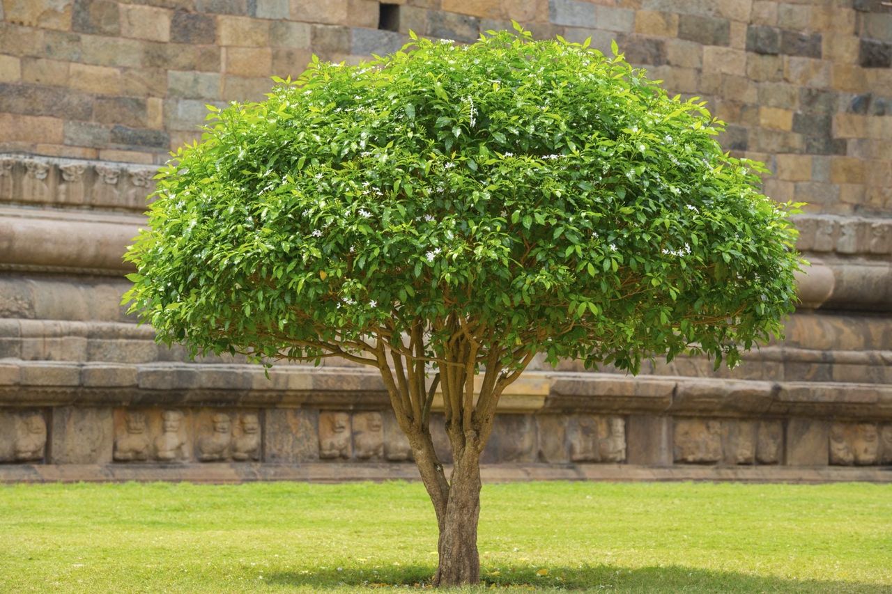 Shrub Tree