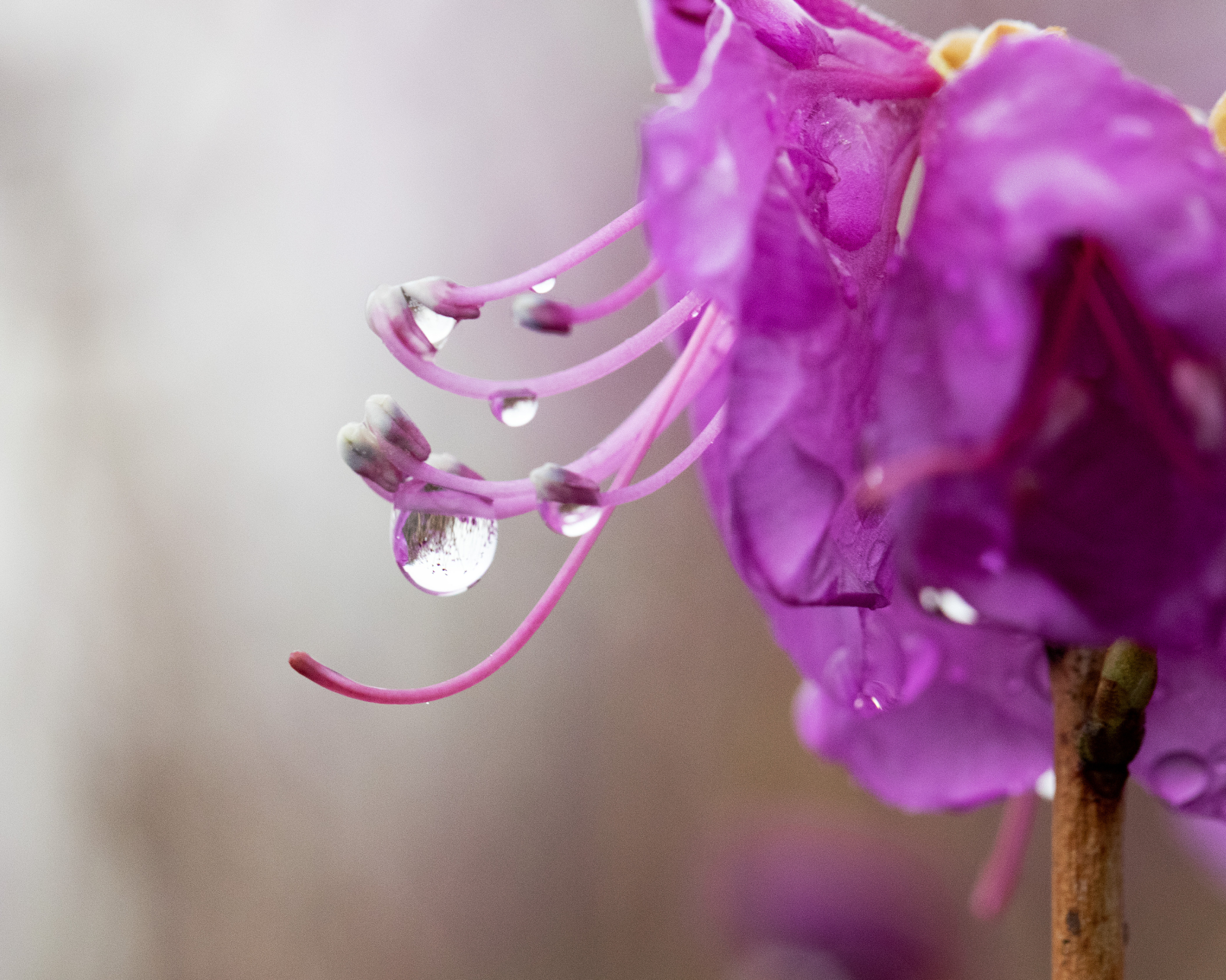 water droplets on purple azalea flower after rain